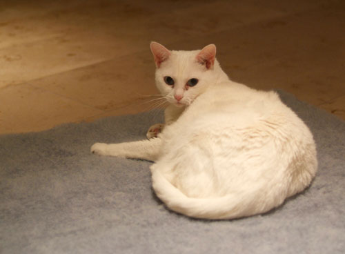 Calypso the white cat on her new Ikea rug