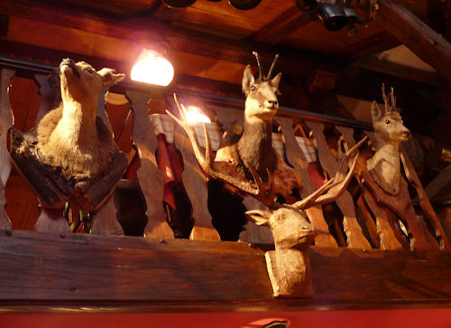 Stuffed trophy heads in restaurant