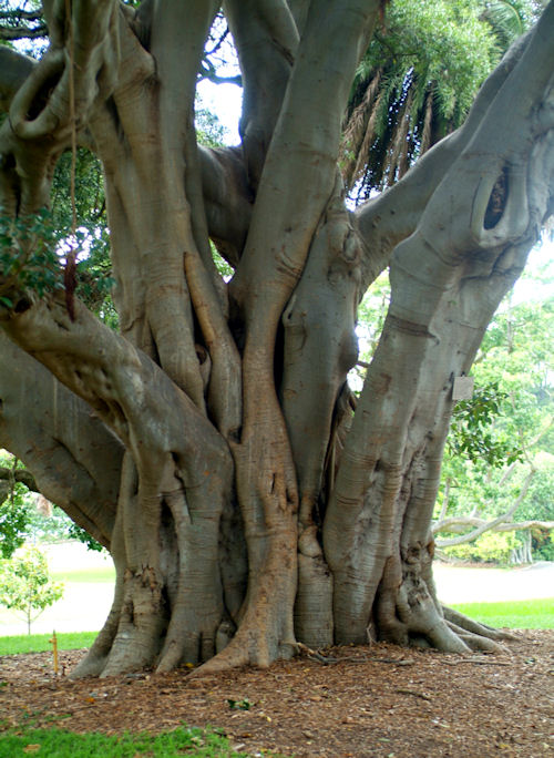 Tree in the Royal Botanical Gardens, Sydney