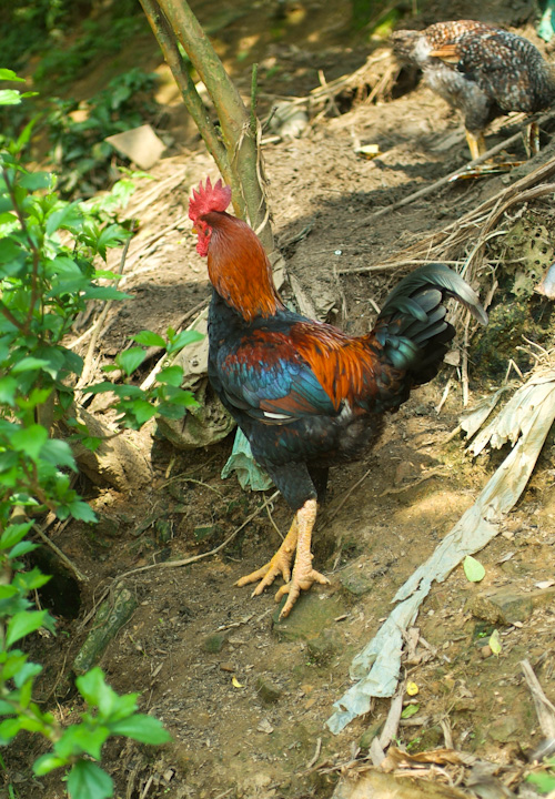 Brightly coloured rooster
