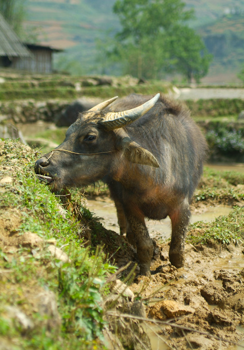 Ox grazing in a rice field